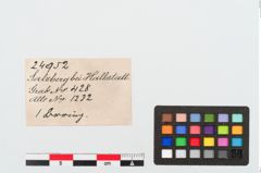 Etiketten zu Bronzearmring (NHMW-PRAE-024952)